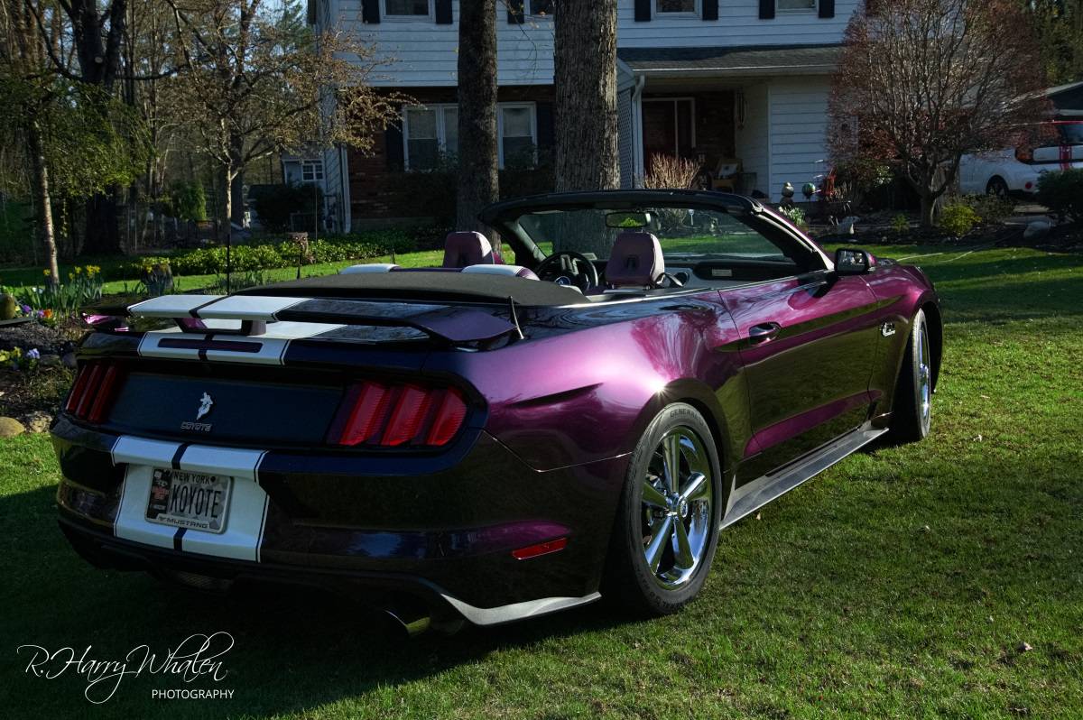 PurpleCoyote-5.jpg