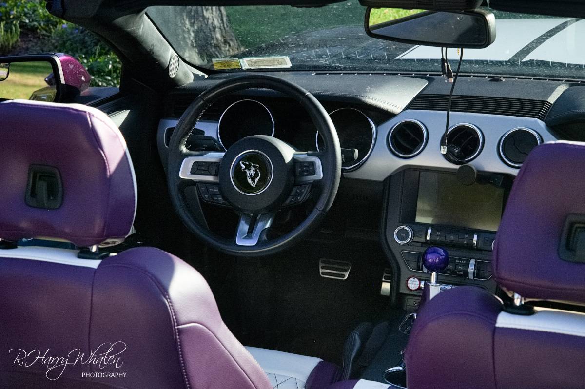 PurpleCoyote-11.jpg