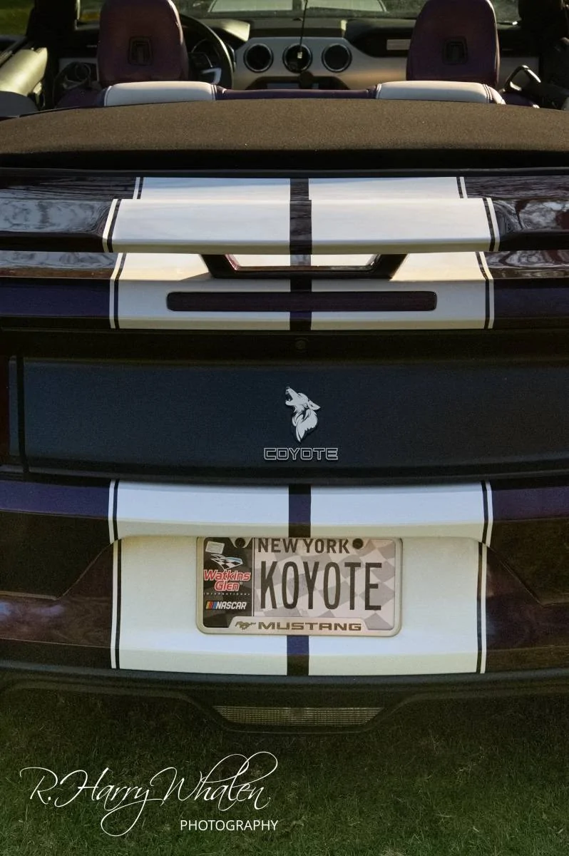 PurpleCoyote-4.jpg
