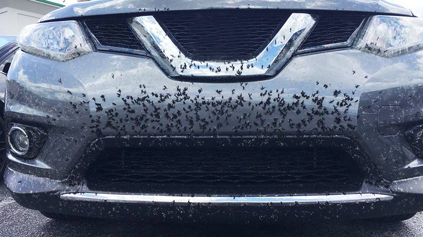 love-bugs-on-car_nr.jpg
