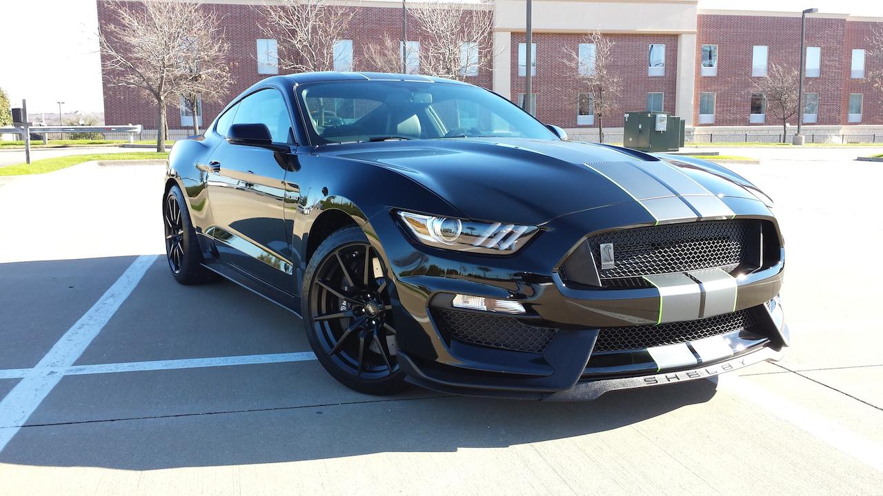 SHELBY.jpg