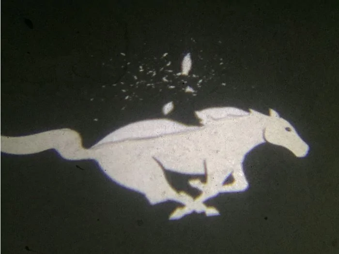 seahorse.webp