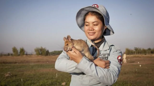 magawa the mine-sniffing rat.webp
