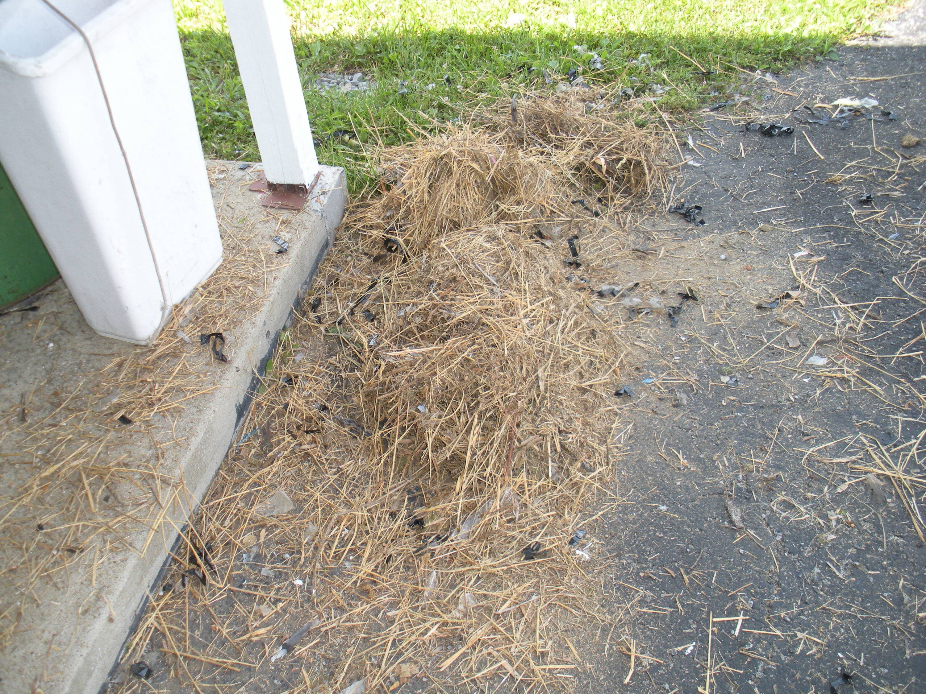 DSCN9096.JPG