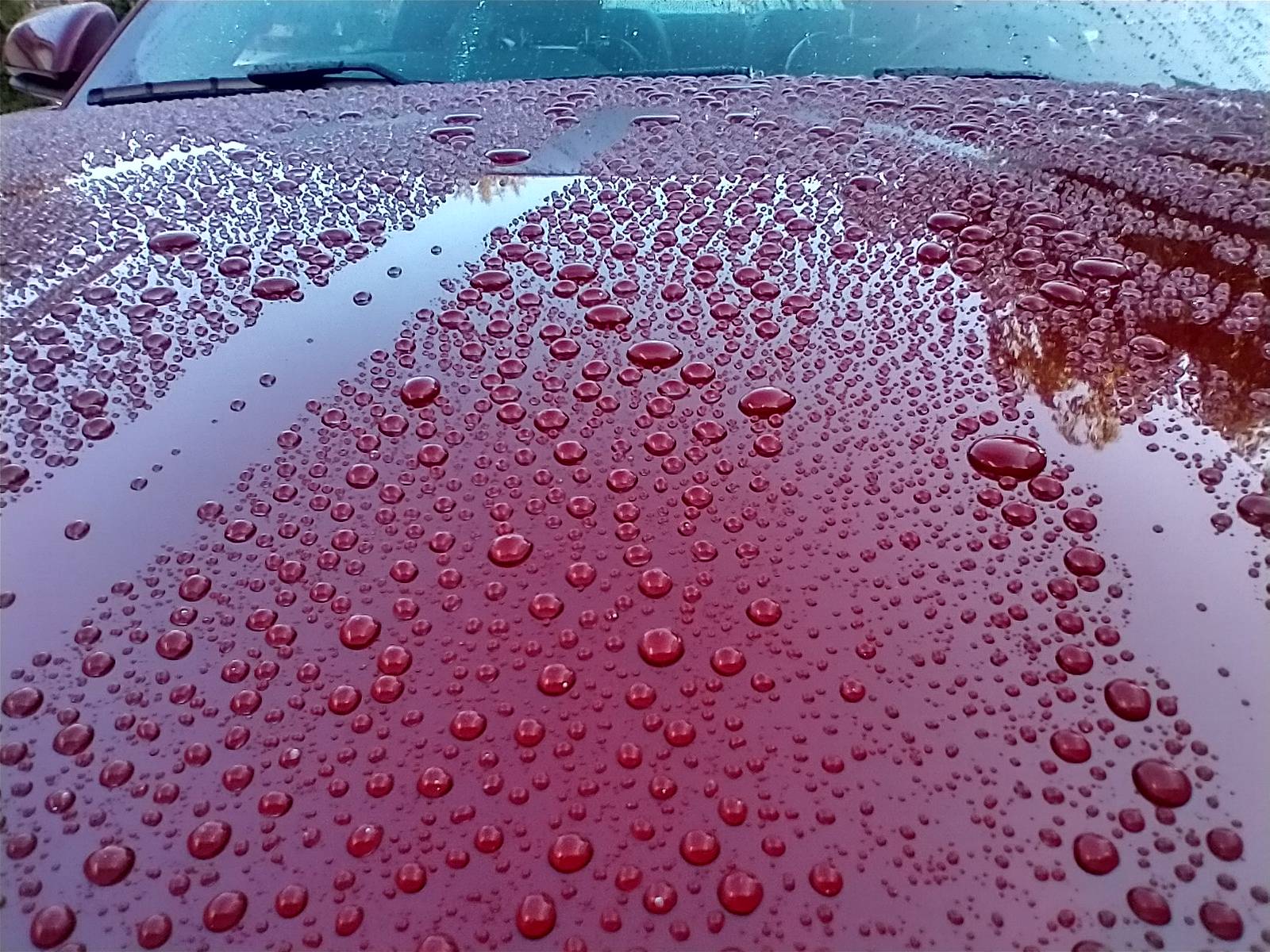 Mustang_beading_Aug2023_HDR.jpg