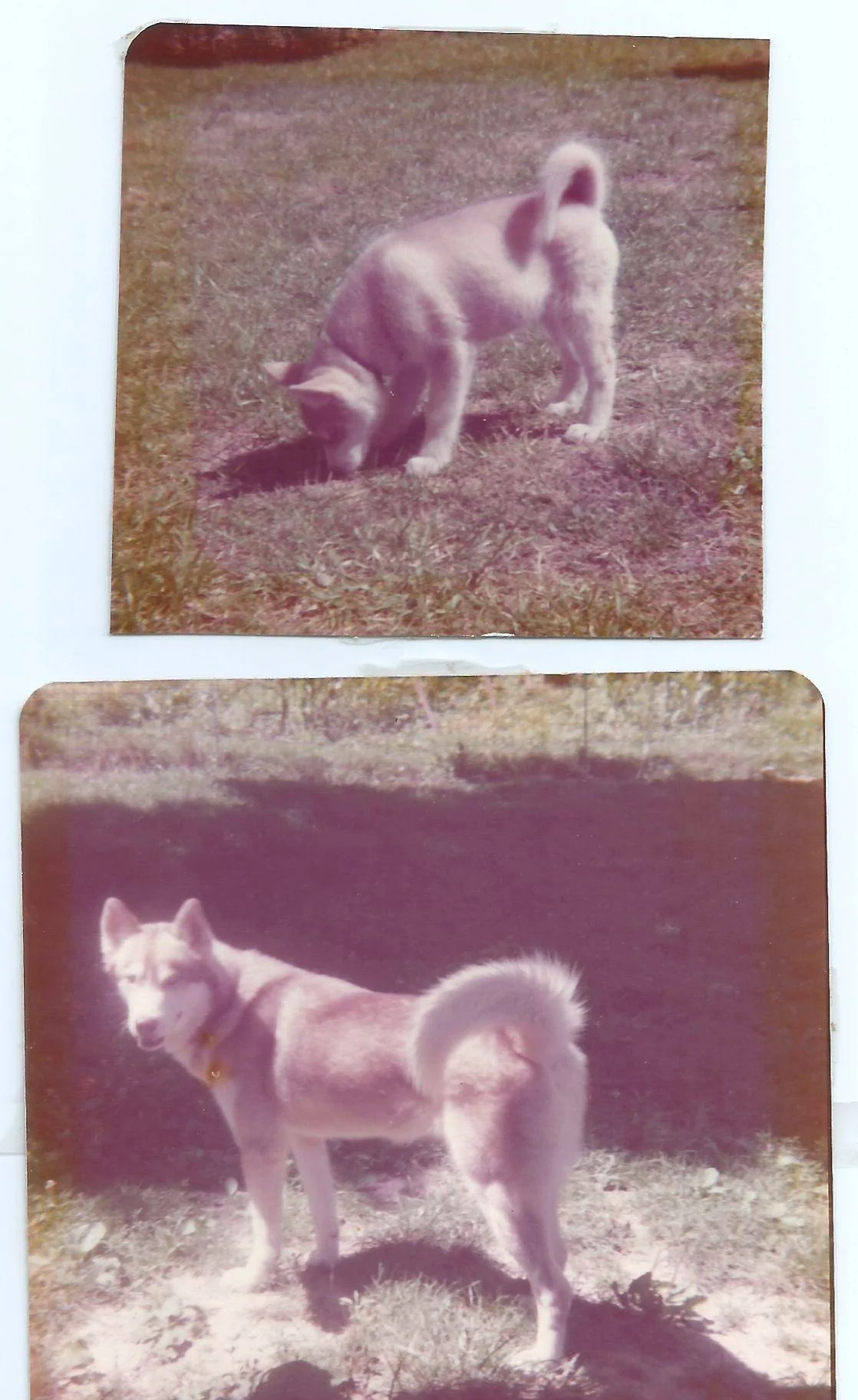 Benjamin pup & grown.webp