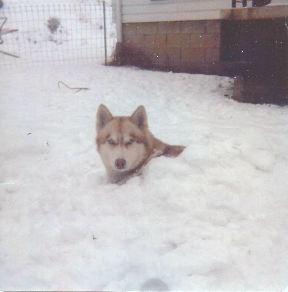 Benjamin in snow.webp