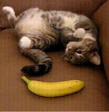 CatBanana.jpg