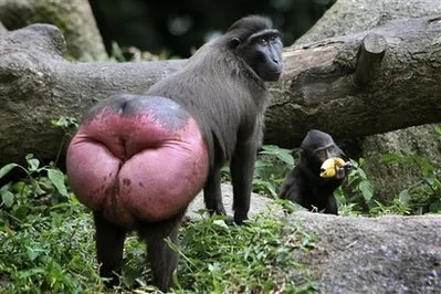 Monkey Butt.webp