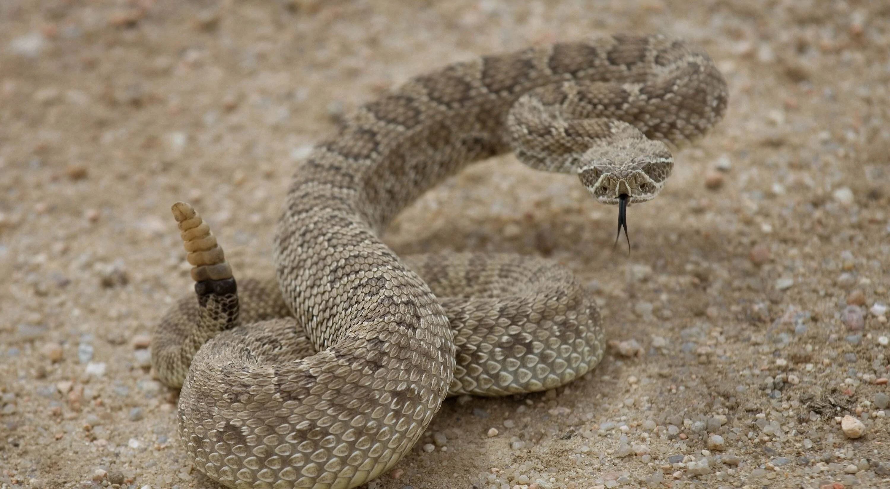 rattlesnake.webp