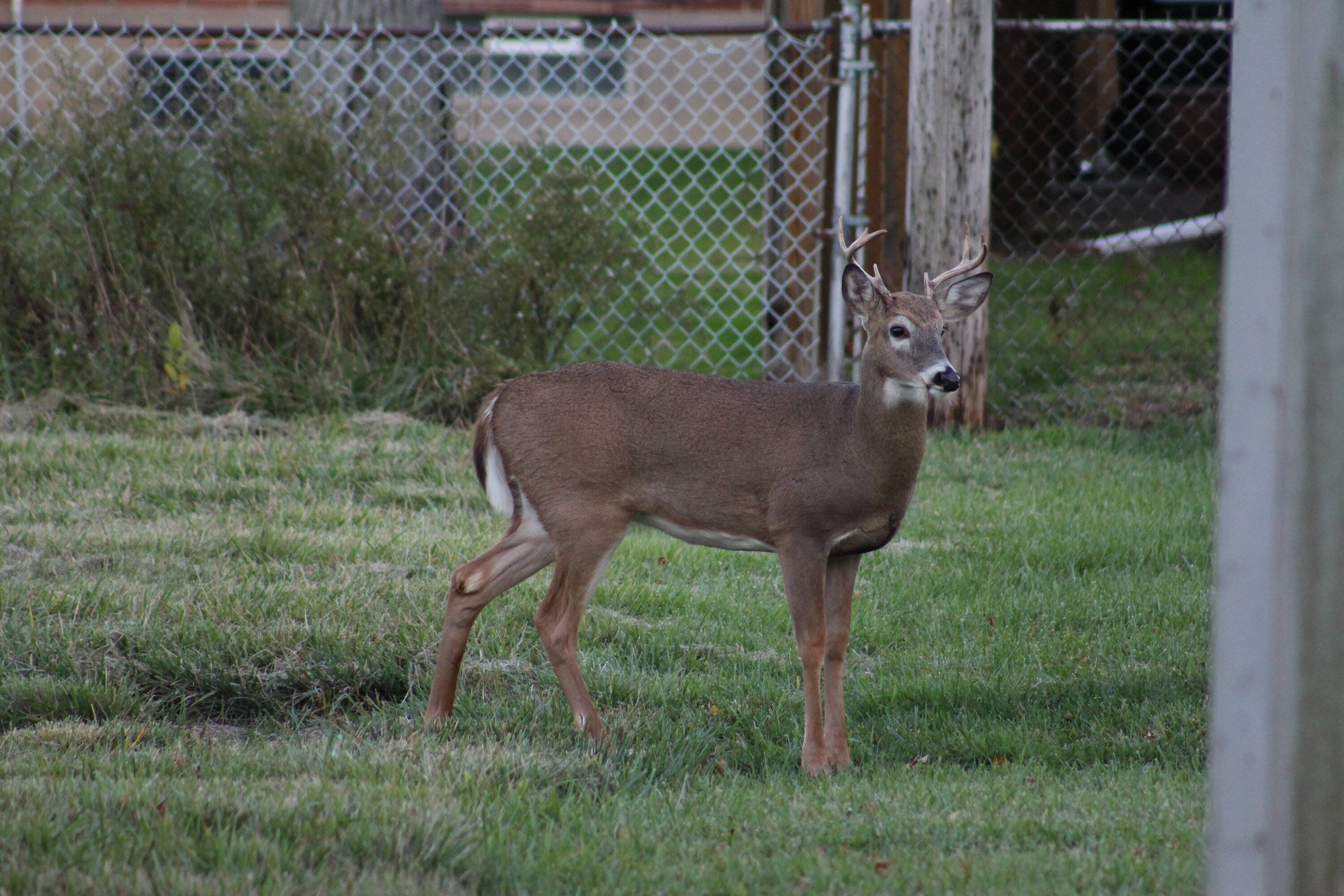 IMG_3618.jpeg