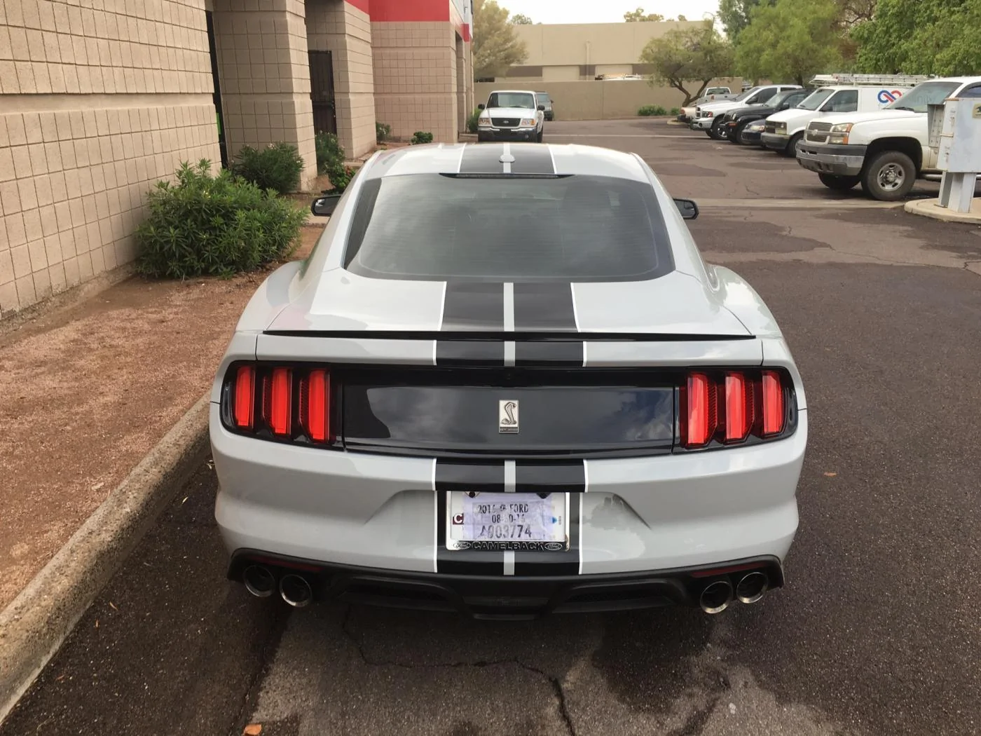 gils shelby_5_medium.webp