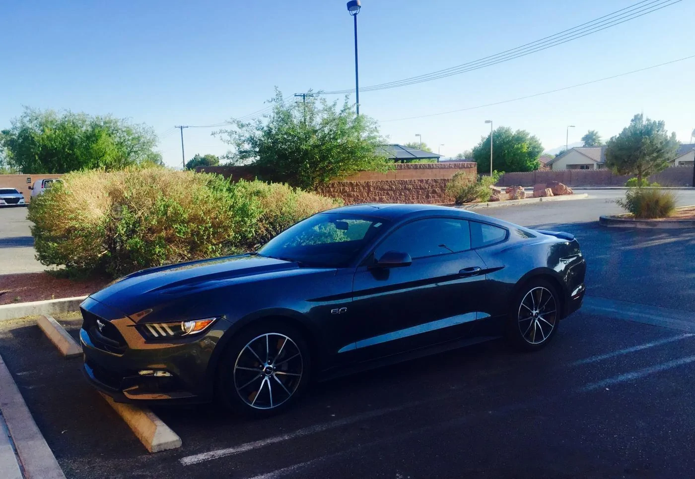 Stang1.webp