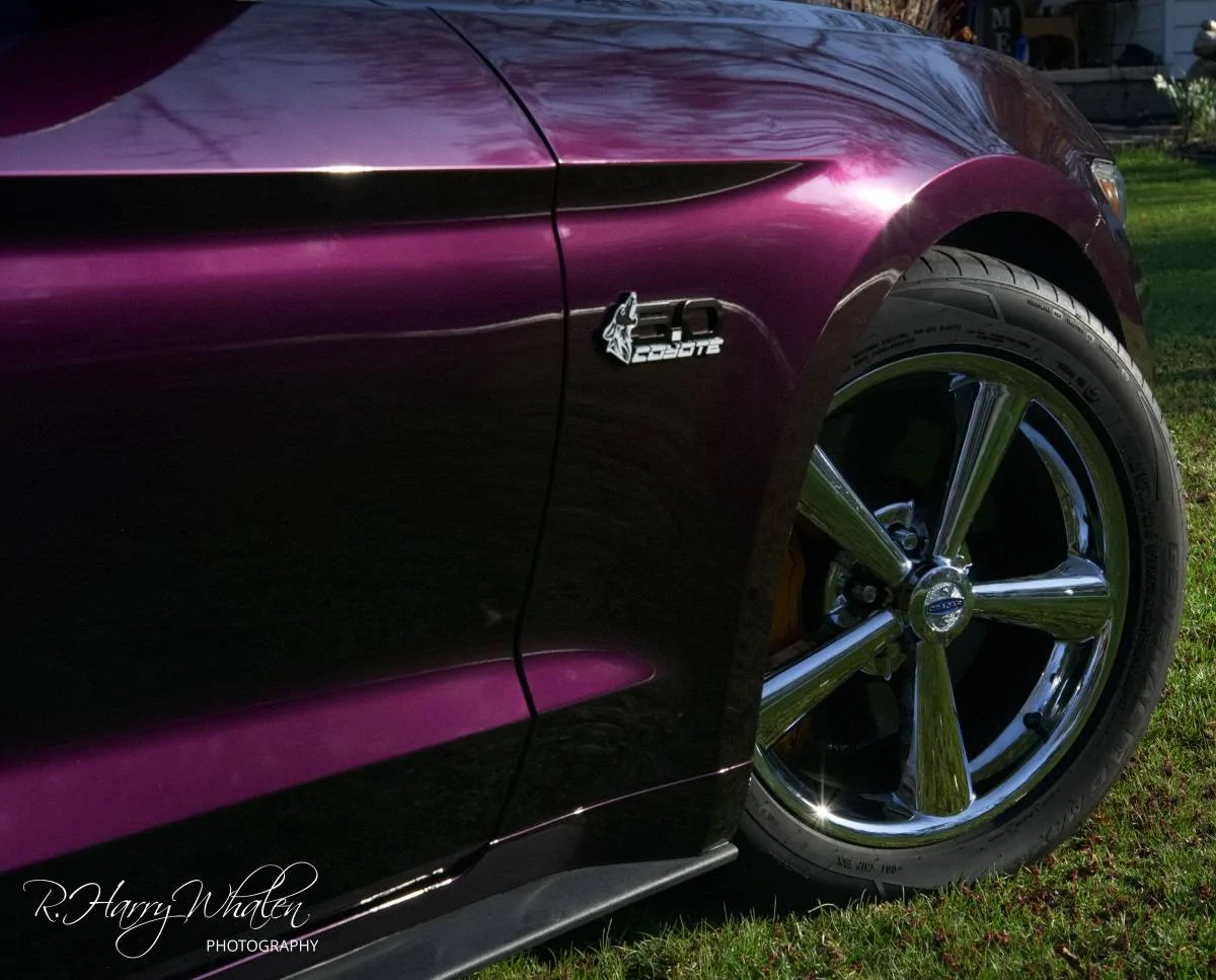 PurpleCoyote-10.webp