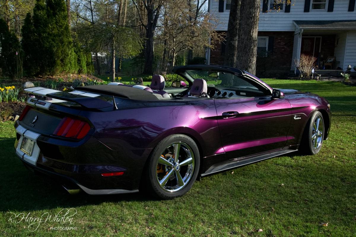 PurpleCoyote-6.jpg