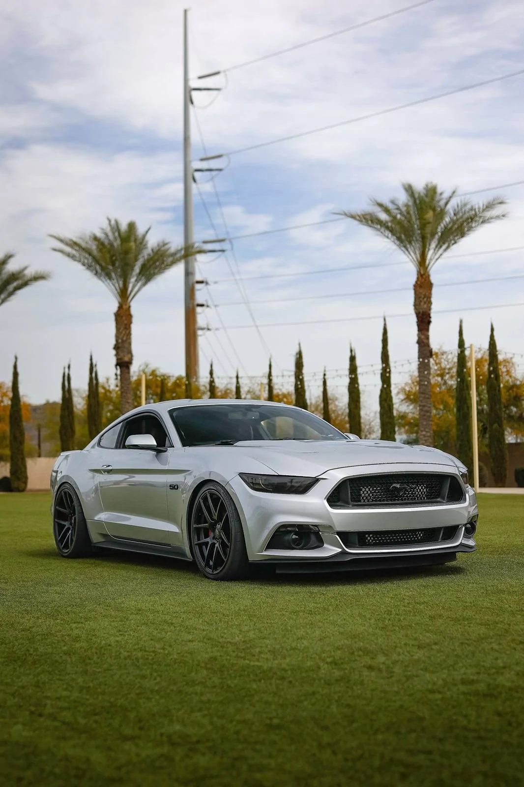 Silver.Mustang.on.the.grass.webp