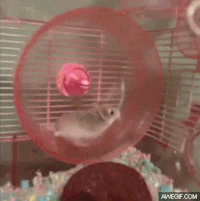 1713799630605-jw.gif