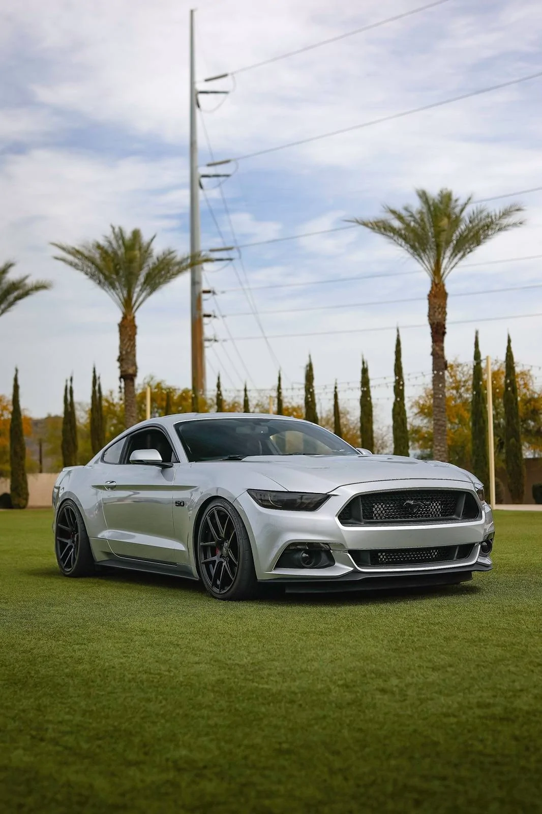 Silver.Mustang.on.the.grass.webp