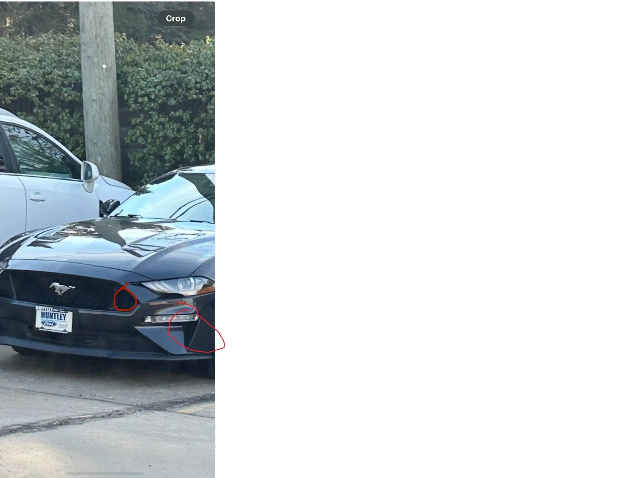 mustang.webp
