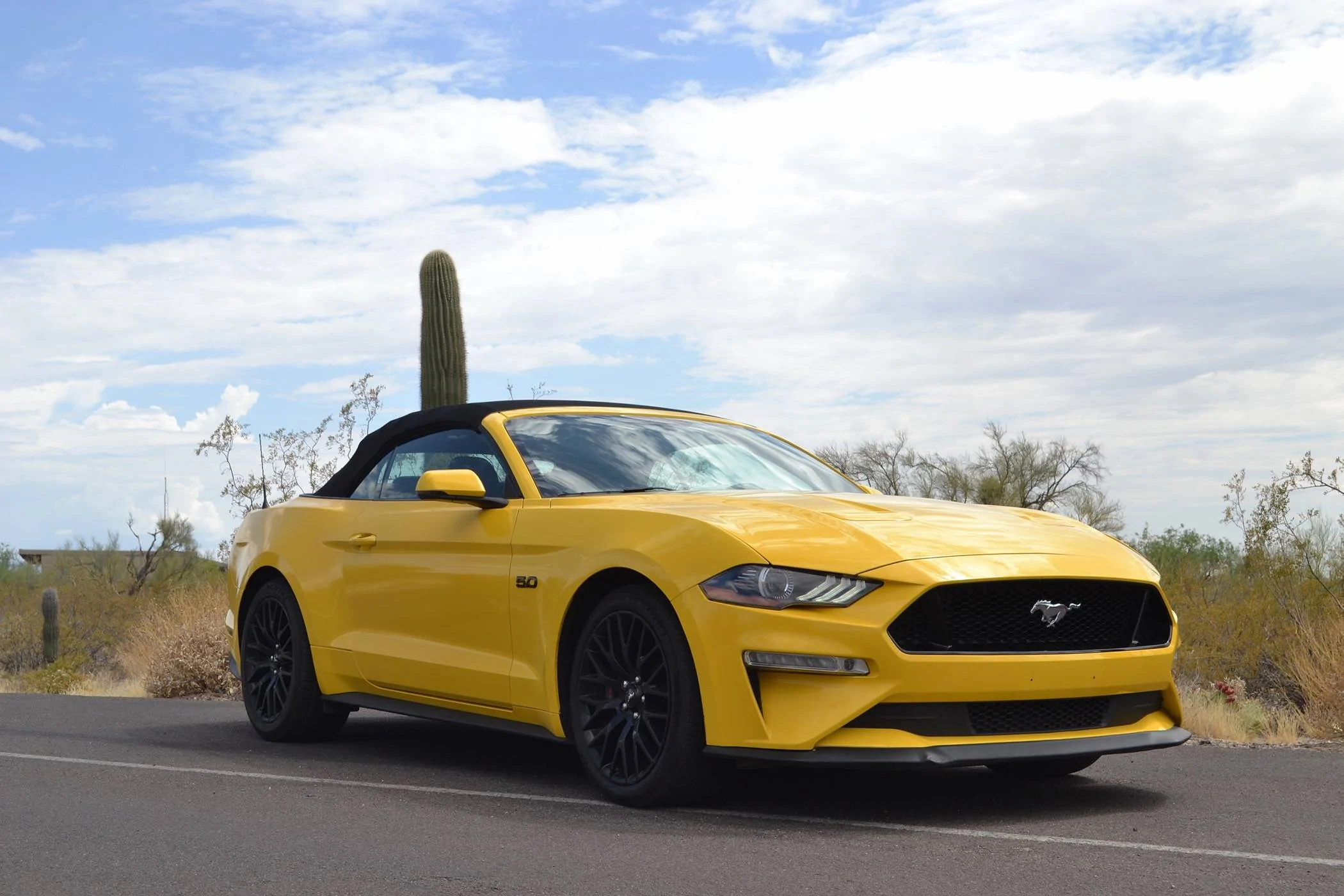 mustang1.webp