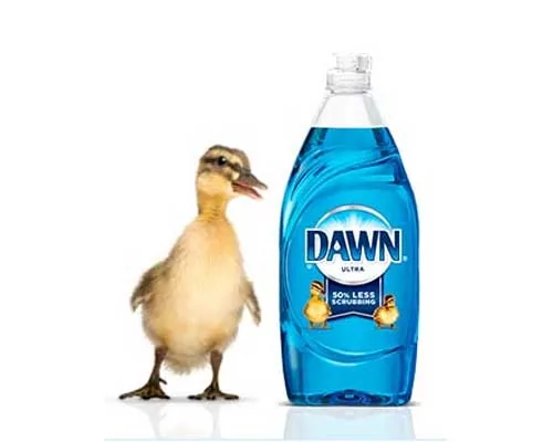 Dawn.webp