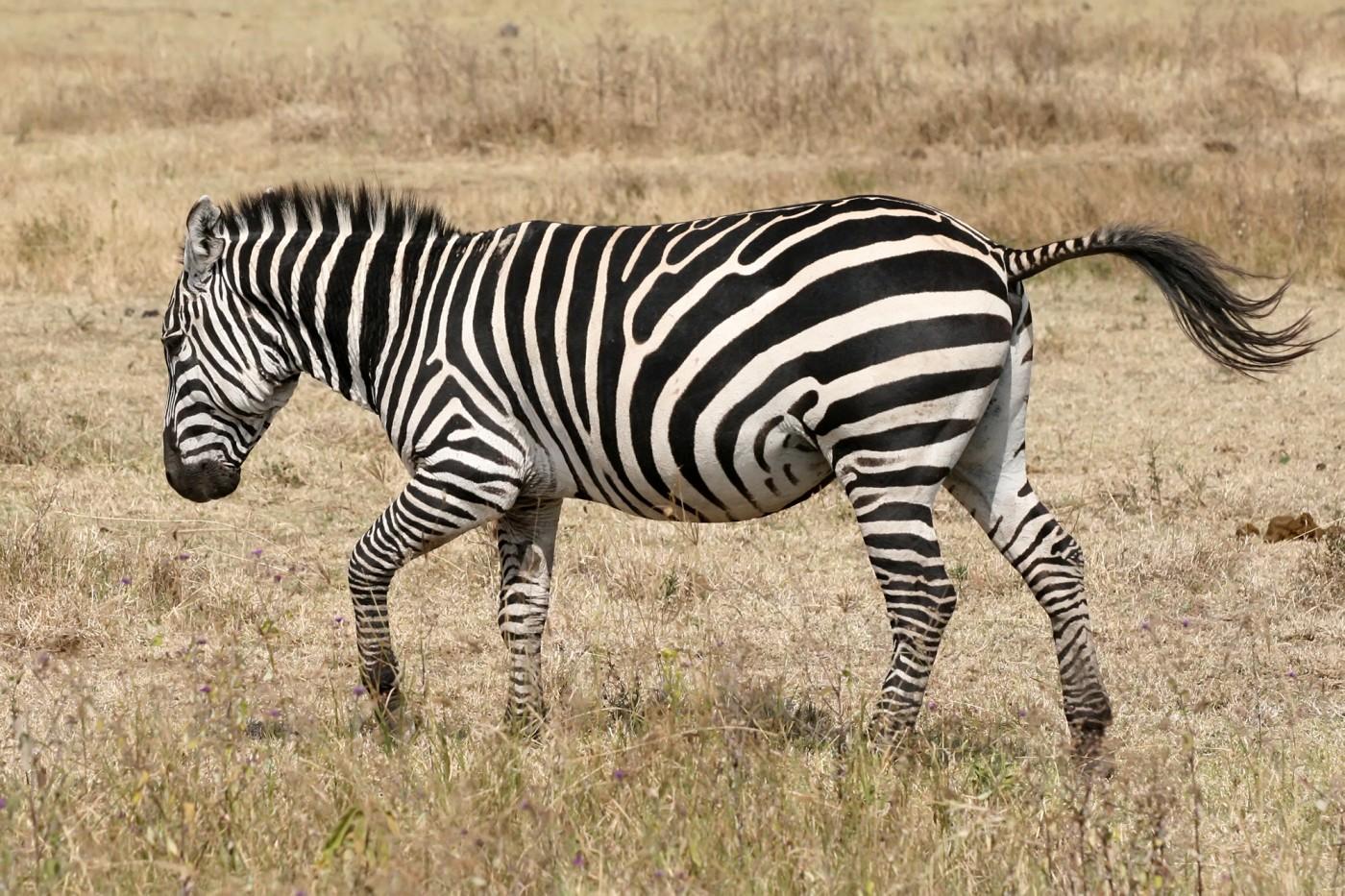 Zebra_running_Ngorongoro.jpg