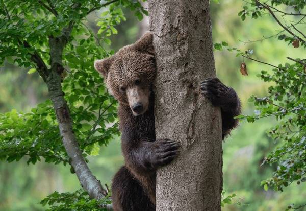 young-brown-bear-embracing-tree-600nw-1164620629.jpg