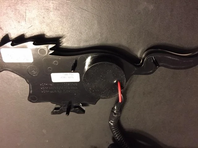 pony_back.webp