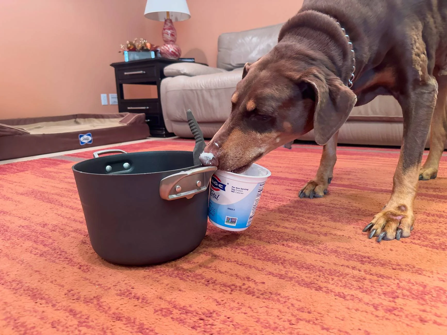 buddy-licking-yogurt-jar_241009.webp