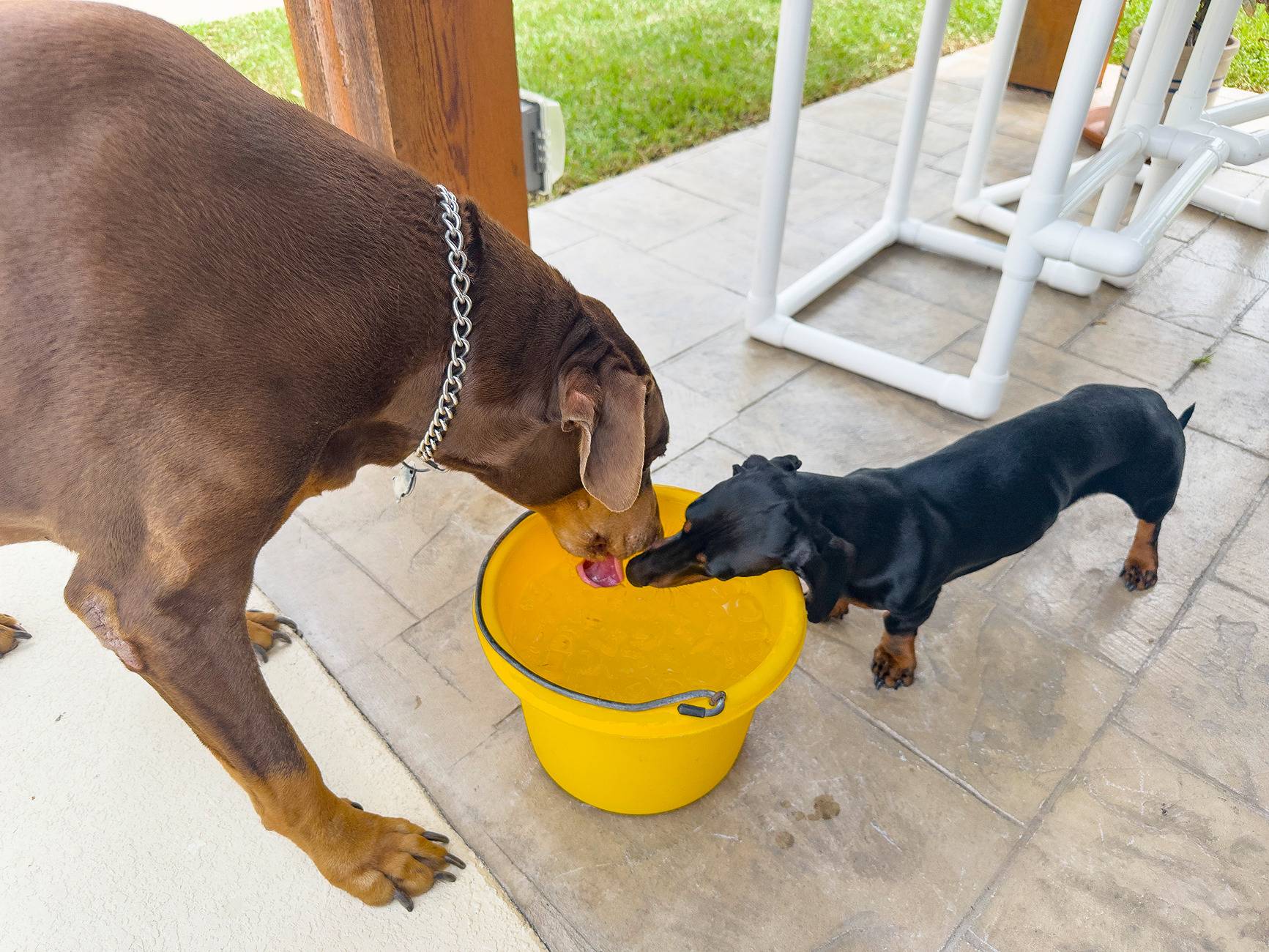 buddy-and-arlo_240908_05.jpg