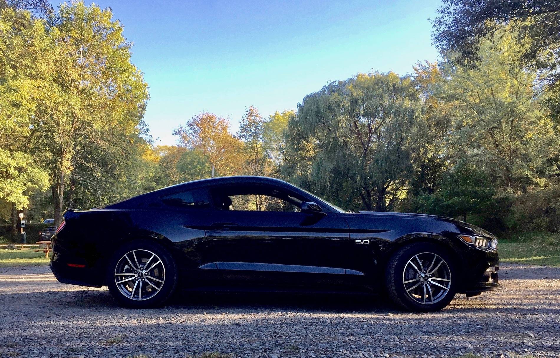 Mustangz.jpg