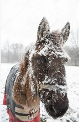 Snowy Mule.webp