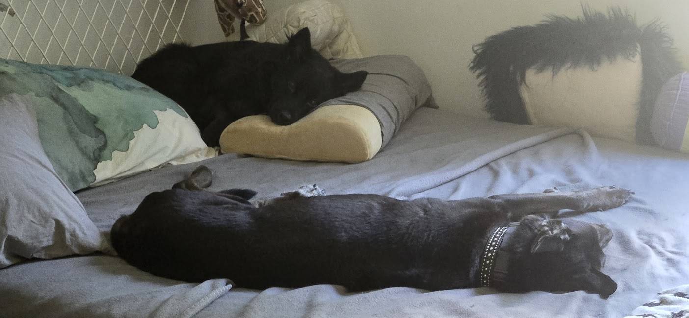 dogs.jpg