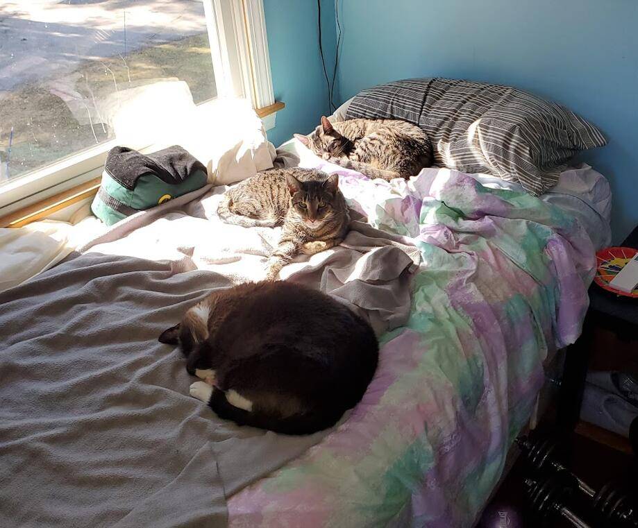 cattes-2.jpg.jpg