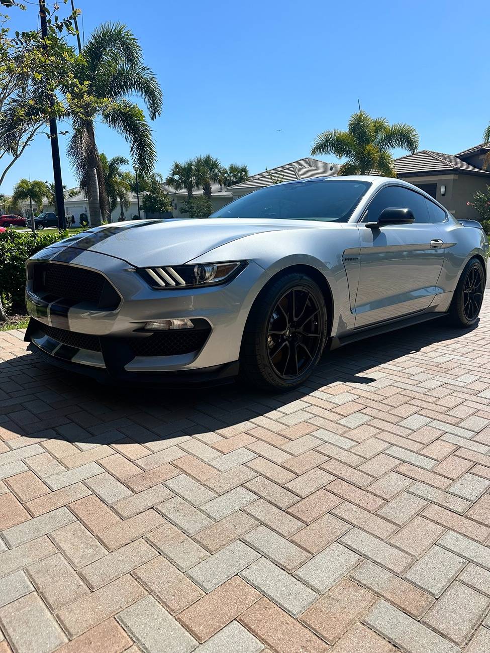 Shelby.jpg