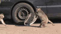 tmp.gif