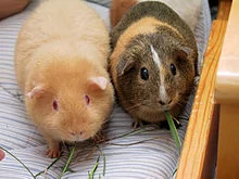 Two_adult_Guinea_Pigs_(Cavia_porcellus).webp
