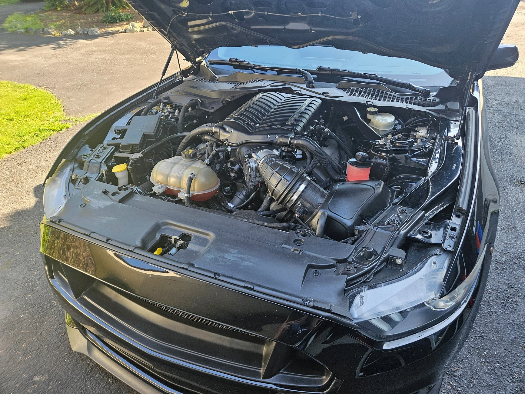 Mustang sell 4.webp