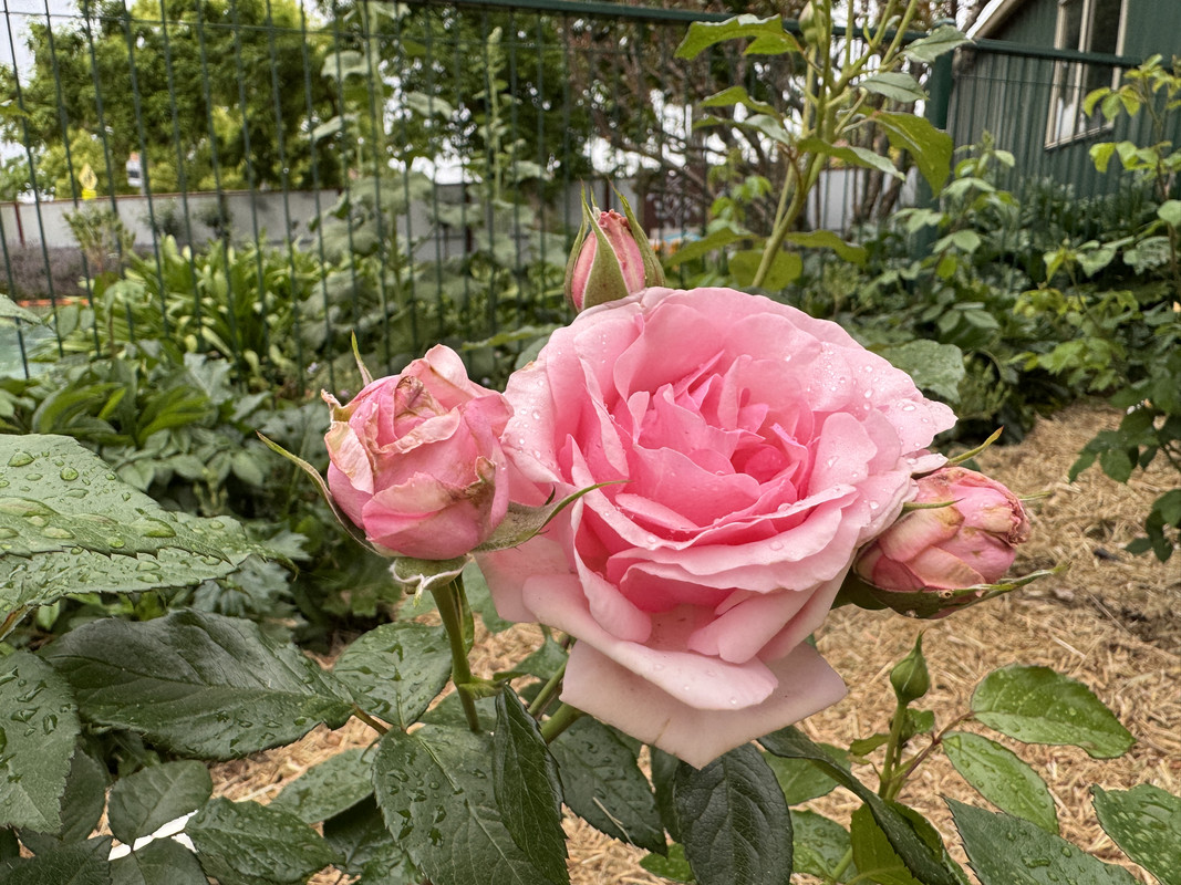 IMG-7939.jpg