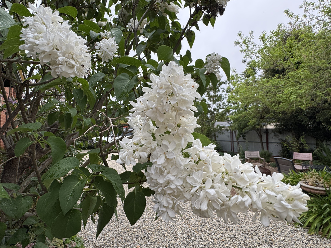 IMG-7951.jpg