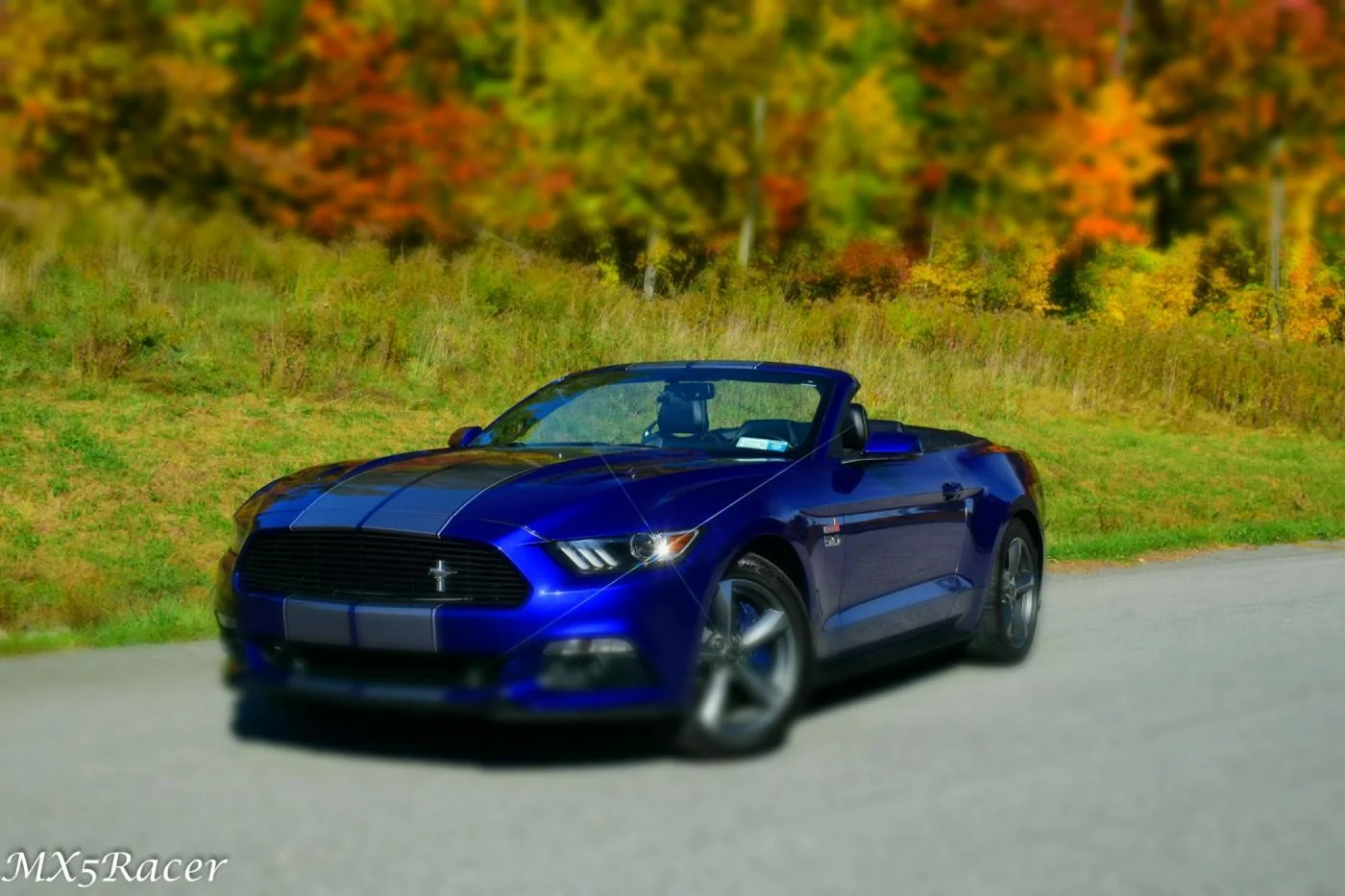 Mustang (1 of 1)-2.webp