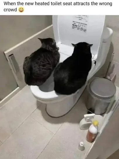 Heated toilet seat lolz.webp