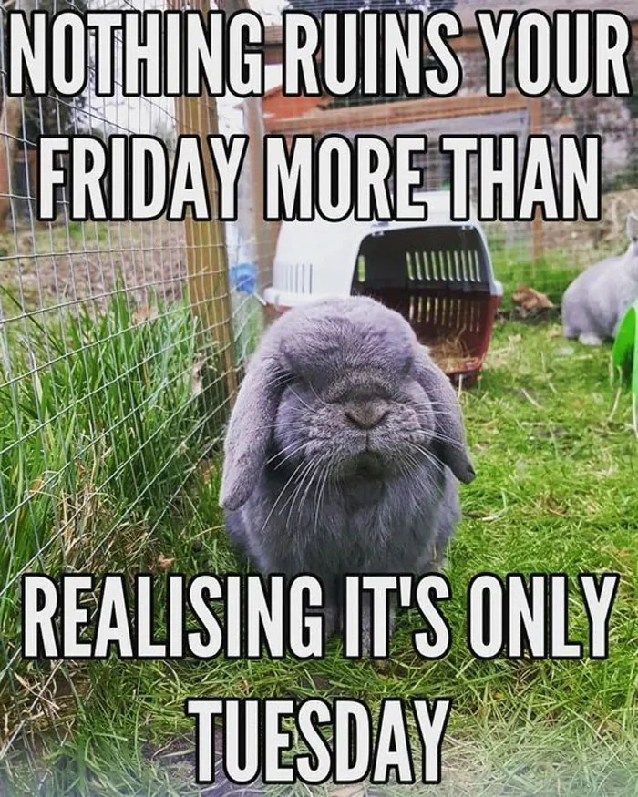 Tuesday ruins Friday.webp