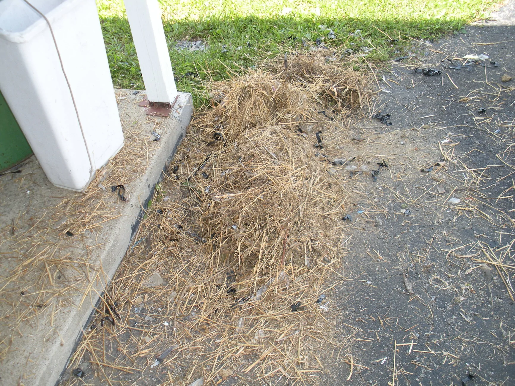 DSCN9096.webp