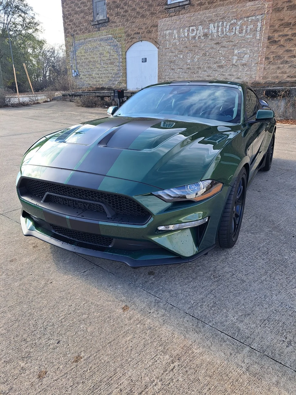 Shelby1.webp