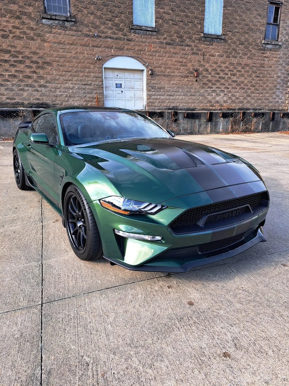 Shelby3.webp