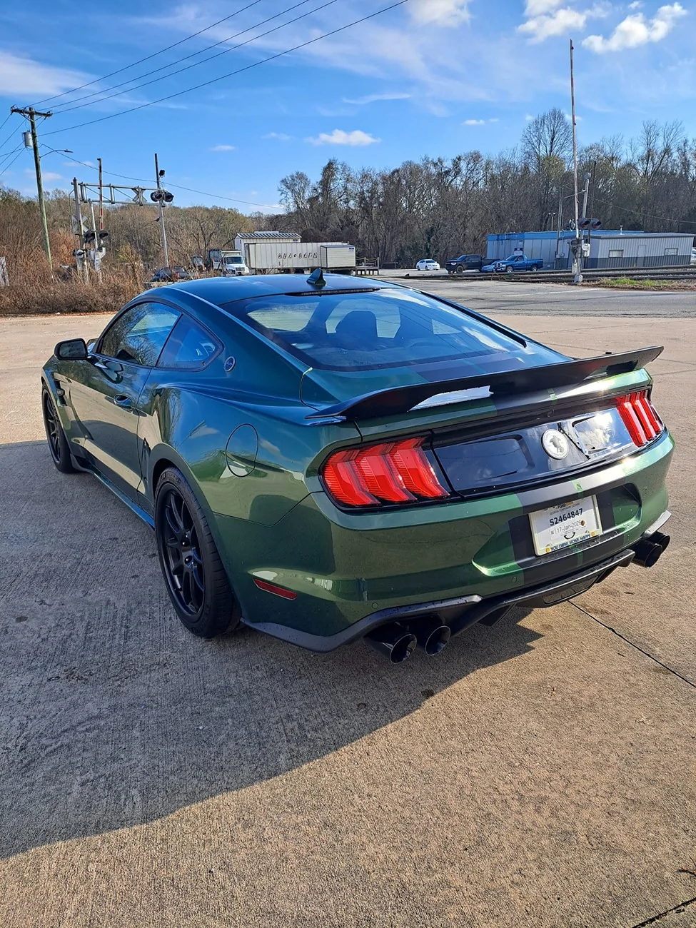 Shelby7.webp