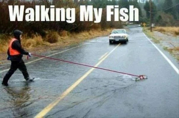 Walking My Fish.webp