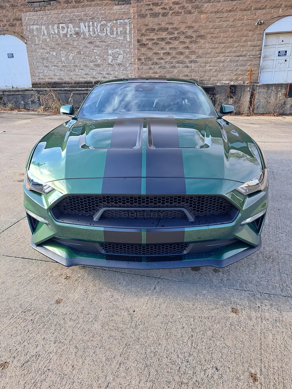Shelby2.webp
