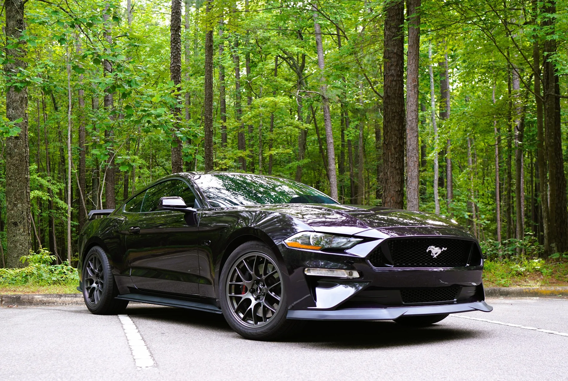 Mustang Umstead Park.webp